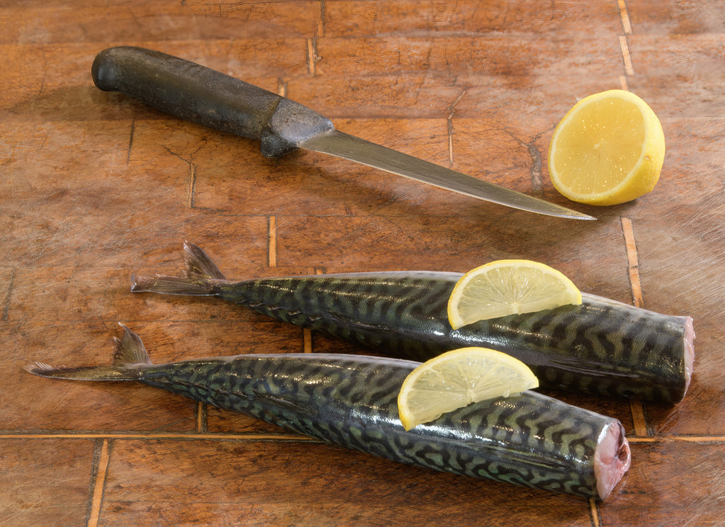 Mackerel (Scomber scombrus)