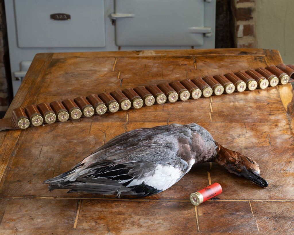 Male wigeon in feather