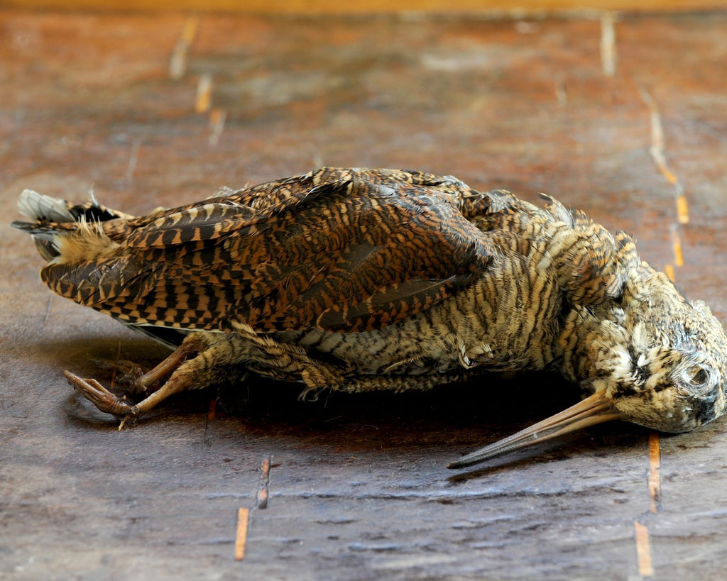 Woodcock in feather