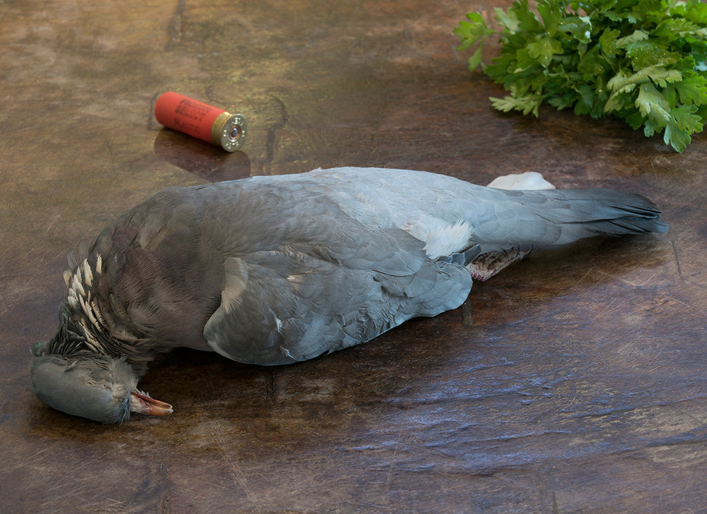 Pigeon birds shop online shopping
