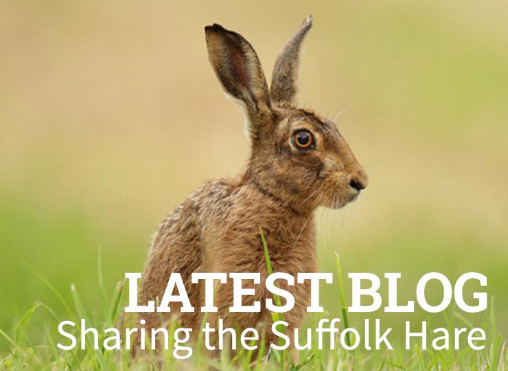 Sharing the Suffolk Hare